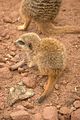 leipzig zoo-01_07_2011_zoo_allgemein_307